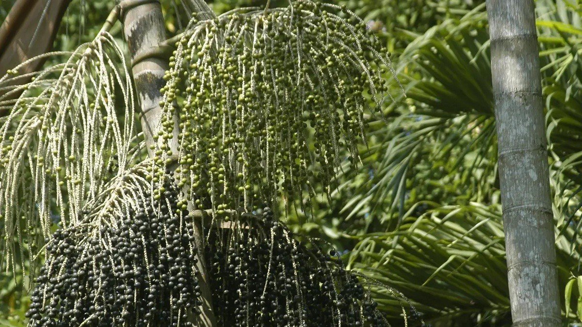 Impacto del cultivo de azaí en la Amazonía