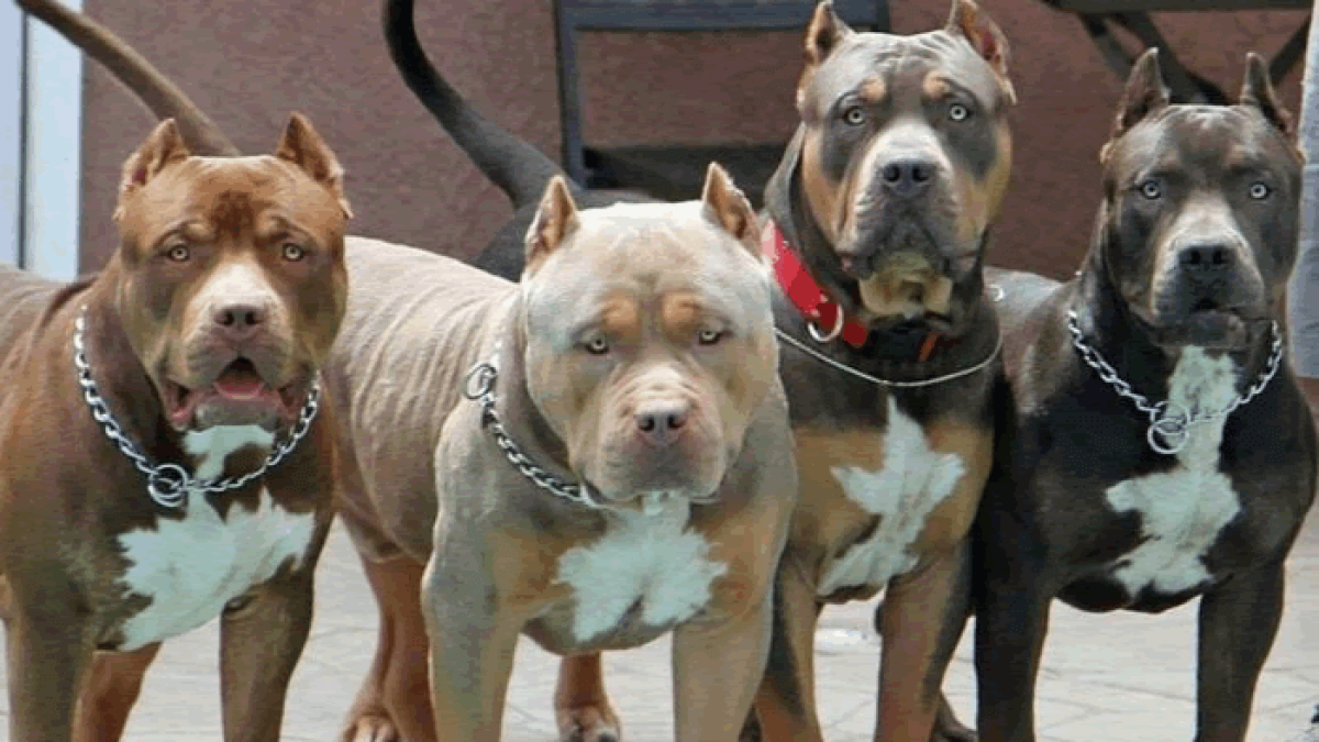 FEDDA lanza campaña sobre pitbulls