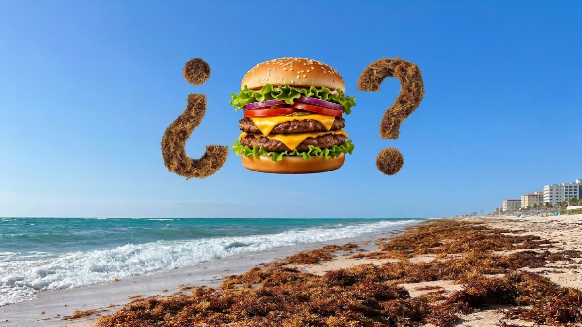 Científico convierte sargazo en comida para limpiar playas