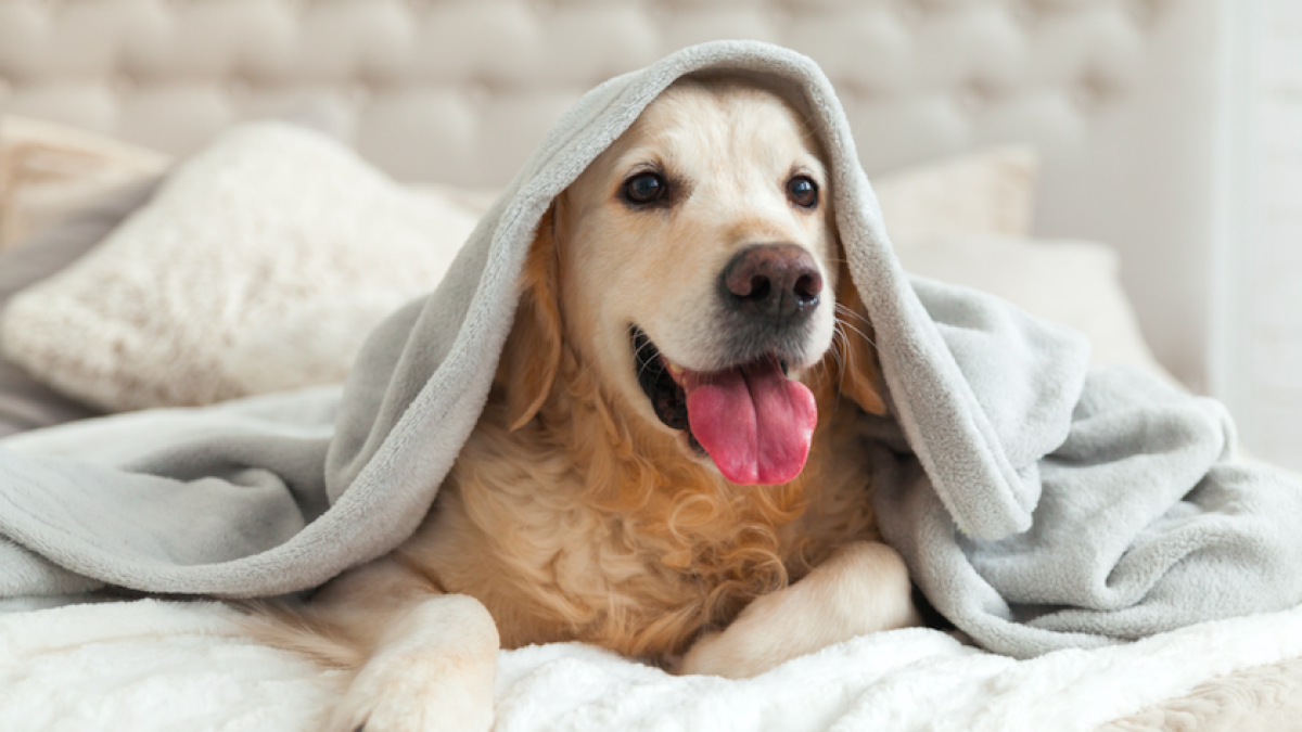 ¿Nueva mascota en casa? Claves para ayudarlos a adaptarse sin estrés