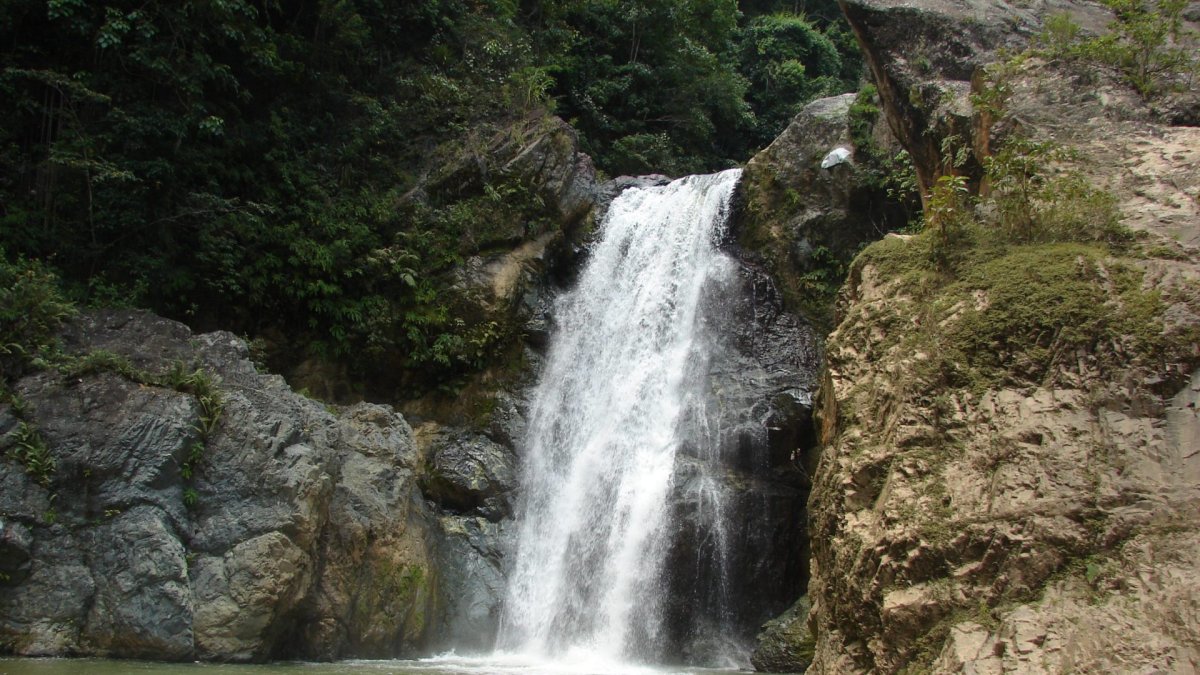 Anuncian programa para protección de los bosques de RD