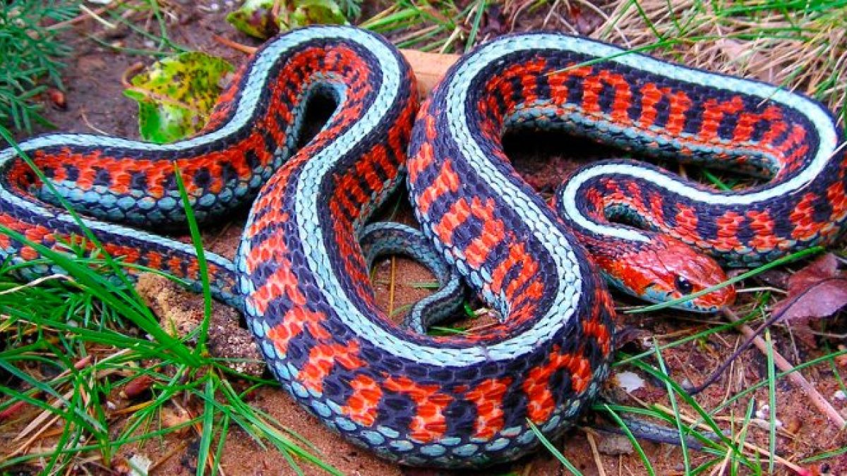 ¿Por qué la Biblia difama a la serpiente en el mit