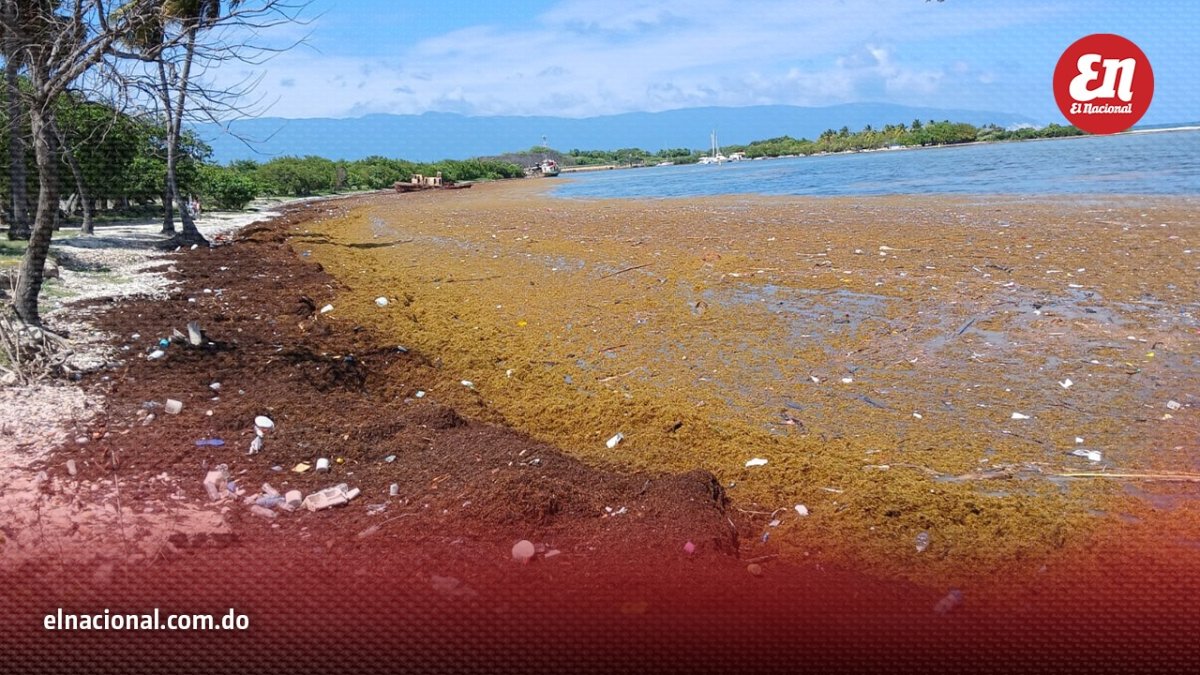 Sargazo fuera de control en Barahona: autoridades admiten vo