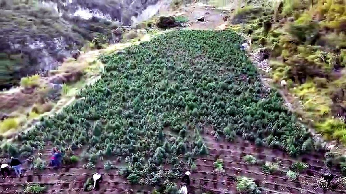 Una finca con una plantación de 15 mil 392 matas de marihuana fue intervenida por la Dirección Nacional de Control de Drogas y miembros del Ministerio Público en una localidad de la provincia San José de Ocoa, en el sur del país.