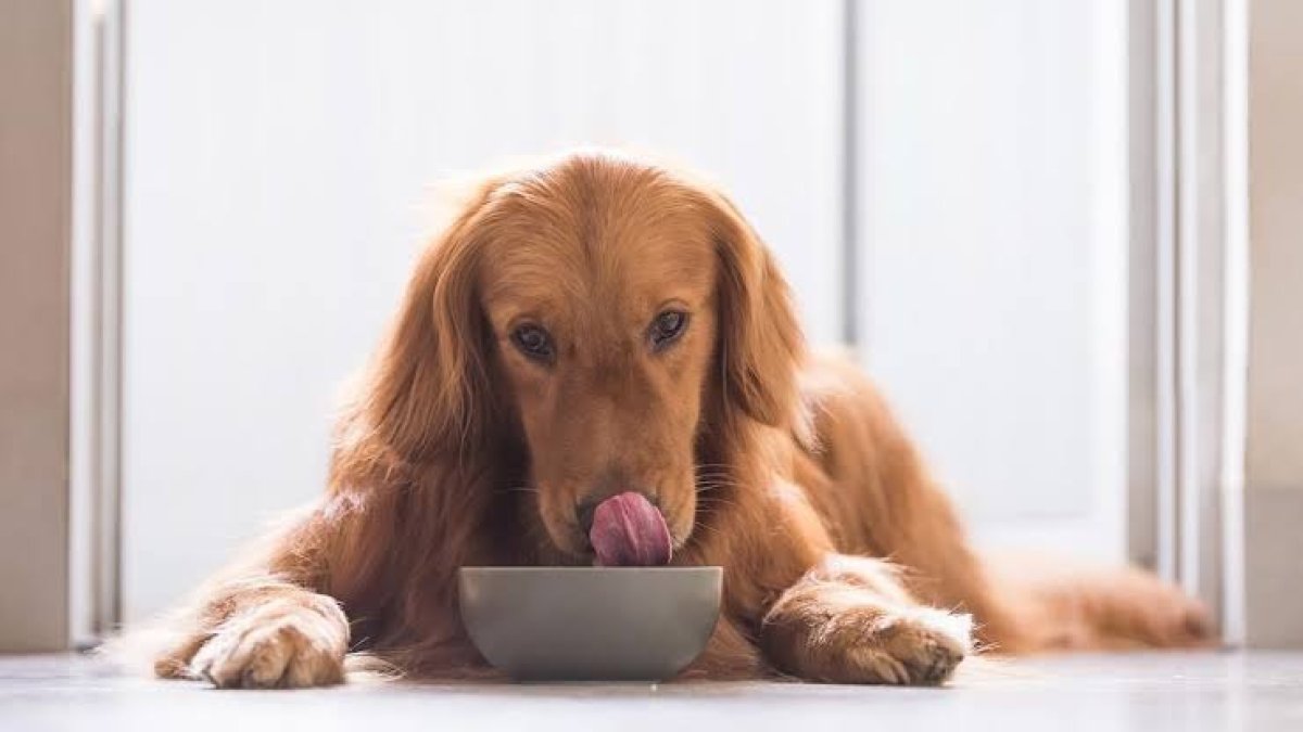 Mascotas no suben de peso pese a comer bien: veterinarios alertan riesgos