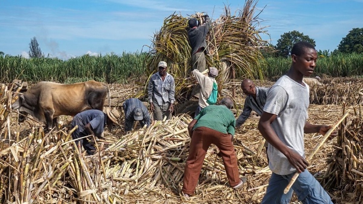 Estados Unidos impone arancel del 12.5% a productos dominicanos por trabajo forzoso