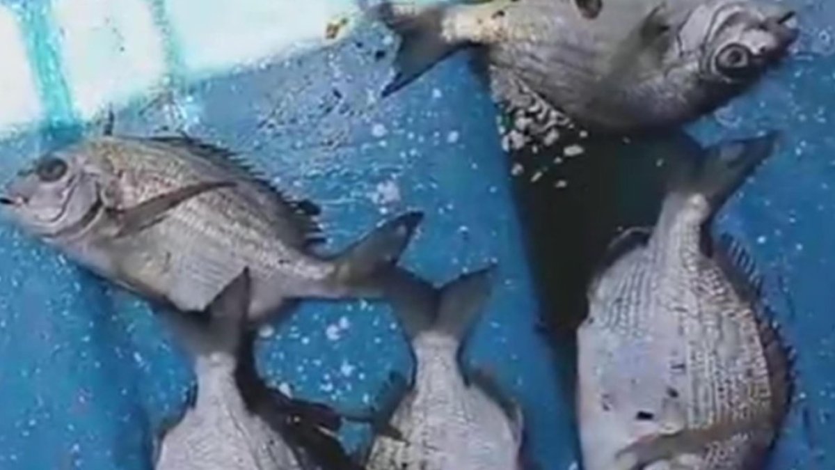 Denuncian 4 barcazas de electricidad provocan muertes de peces en la bahía de Puerto Viejo, Azua