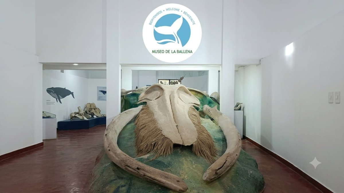 El Museo de la Ballena de Samaná, un refugio donde la ciencia y la historia gigante cobran vida