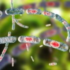 El ántrax es una infección bacteriana causada por el Bacillus Anthracis
