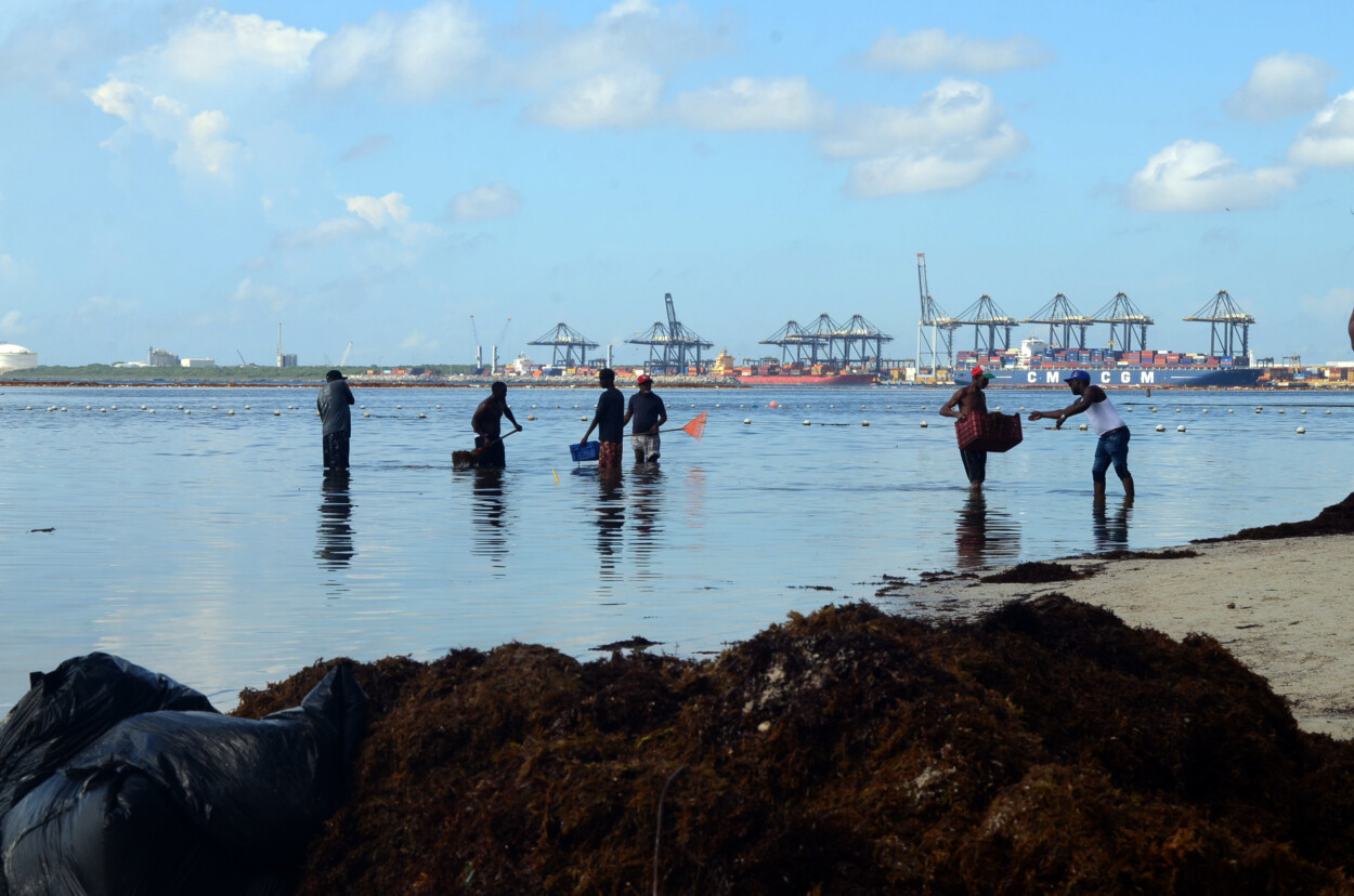 Boca Chica bajo amenaza del sargazo: una crisis ambiental que golpea el turismo y la economía