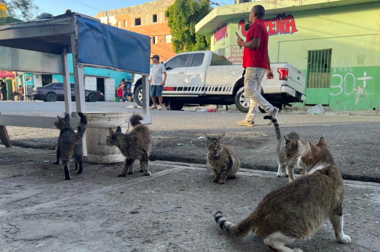 Los gatos son las mascotas favoritas entre las familias ricas y pobres de República Dominicana./Foto de Jorge González
