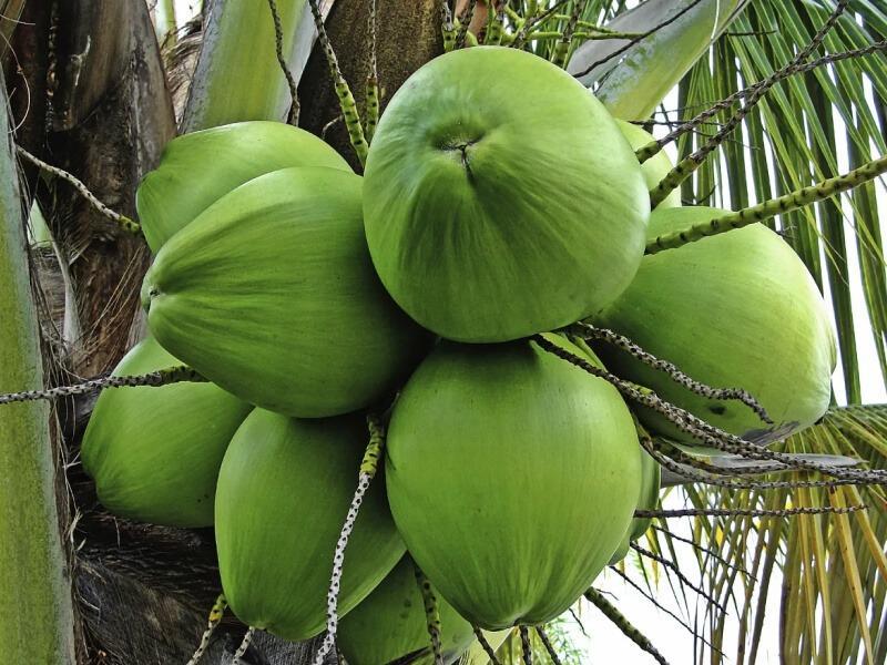 RD exportará coco verde a EE.UU. por primera vez