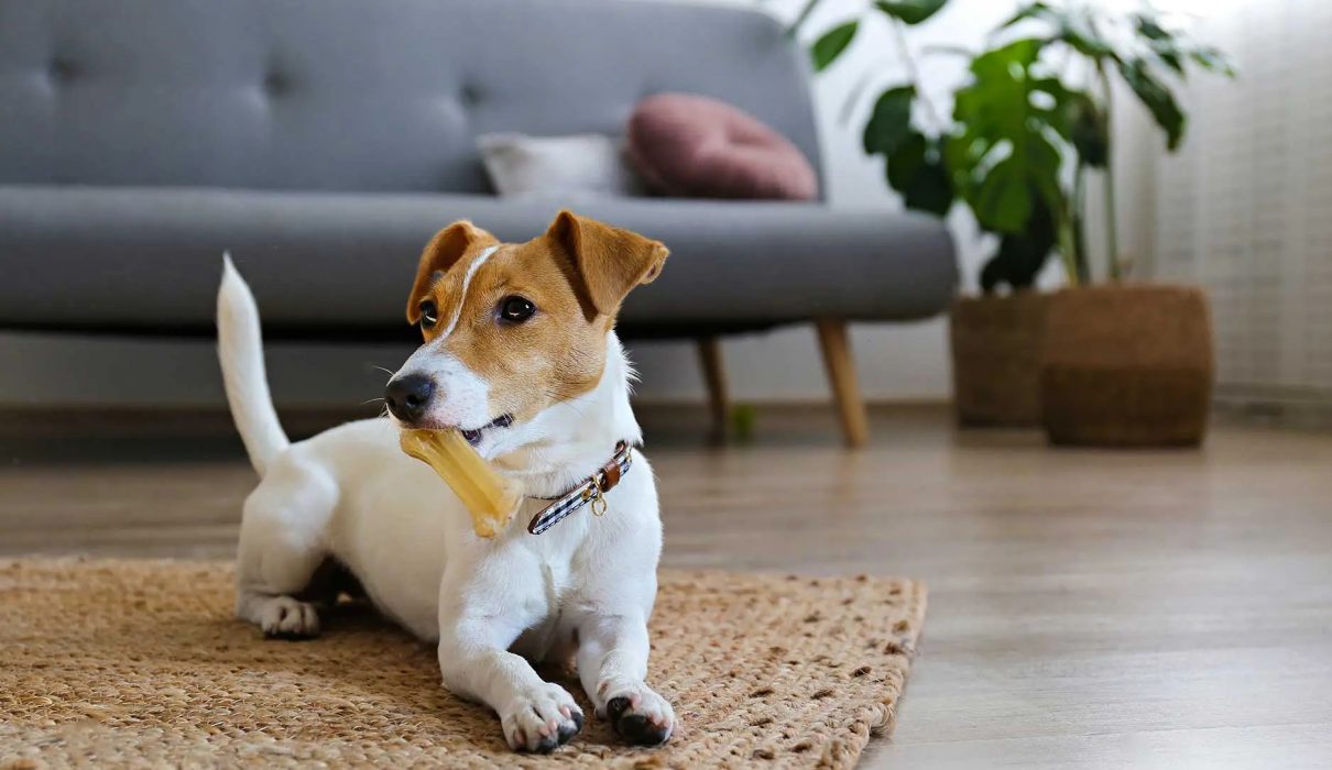 Solo el 6% de las dietas caseras evaluadas tenía el potencial de ser nutricionalmente completa para las mascotas.