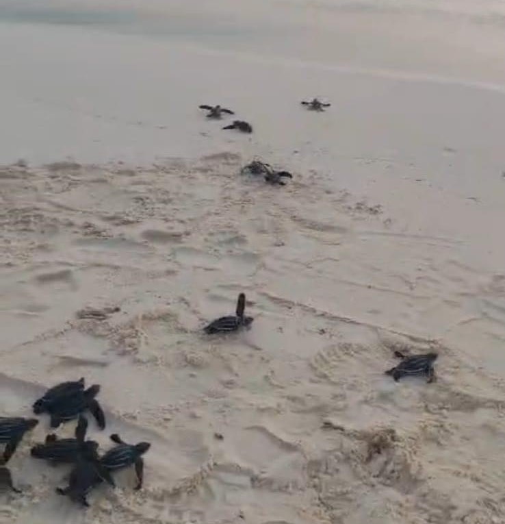 La liberación de 40 recién nacidos nacidos en Mosque Beach sirvió como plataforma para promover la conservación de especies claves para el ecosistema marino.