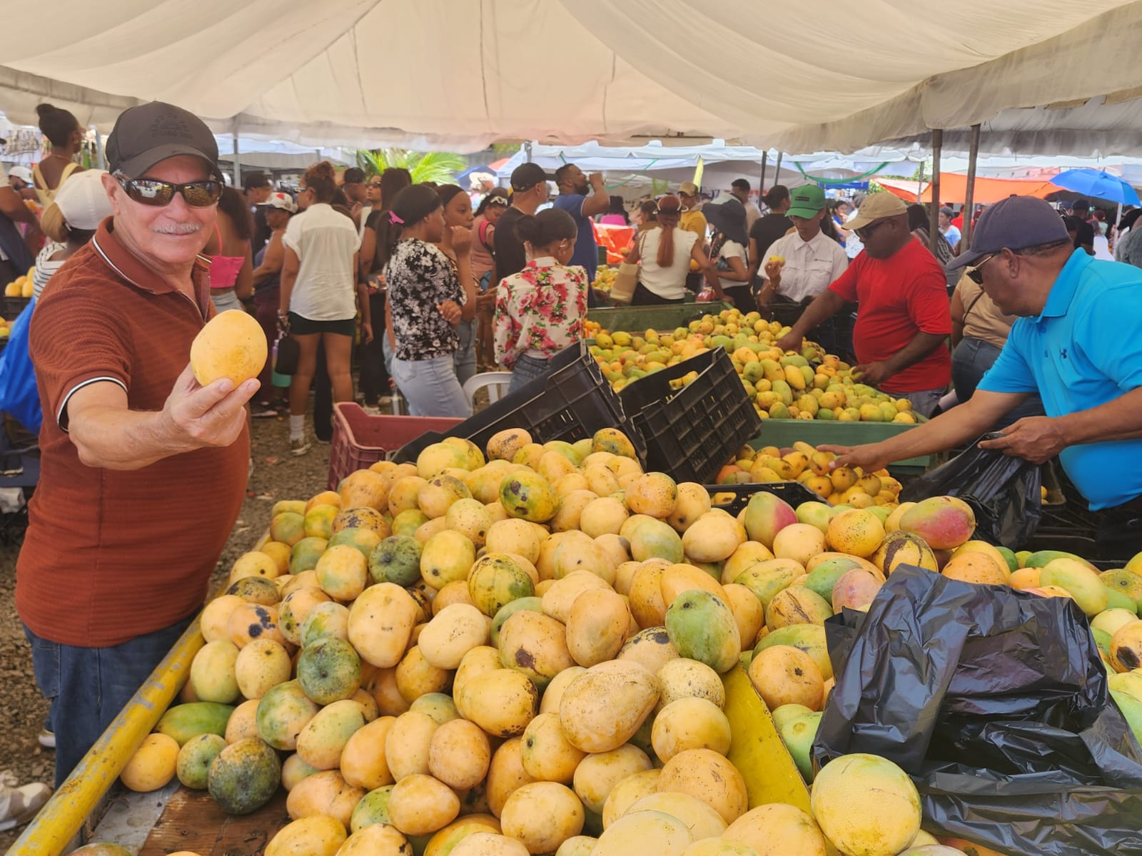 La feria reúne a productores, comerciantes y autoridades del sector agrícola, reuniendo el liderazgo de Peravia en la producción y comercialización de mangos para el mercado internacional.