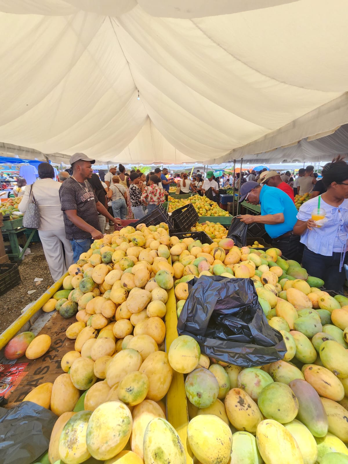 La feria reúne a productores, comerciantes y autoridades del sector agrícola, reuniendo el liderazgo de Peravia en la producción y comercialización de mangos para el mercado internacional.