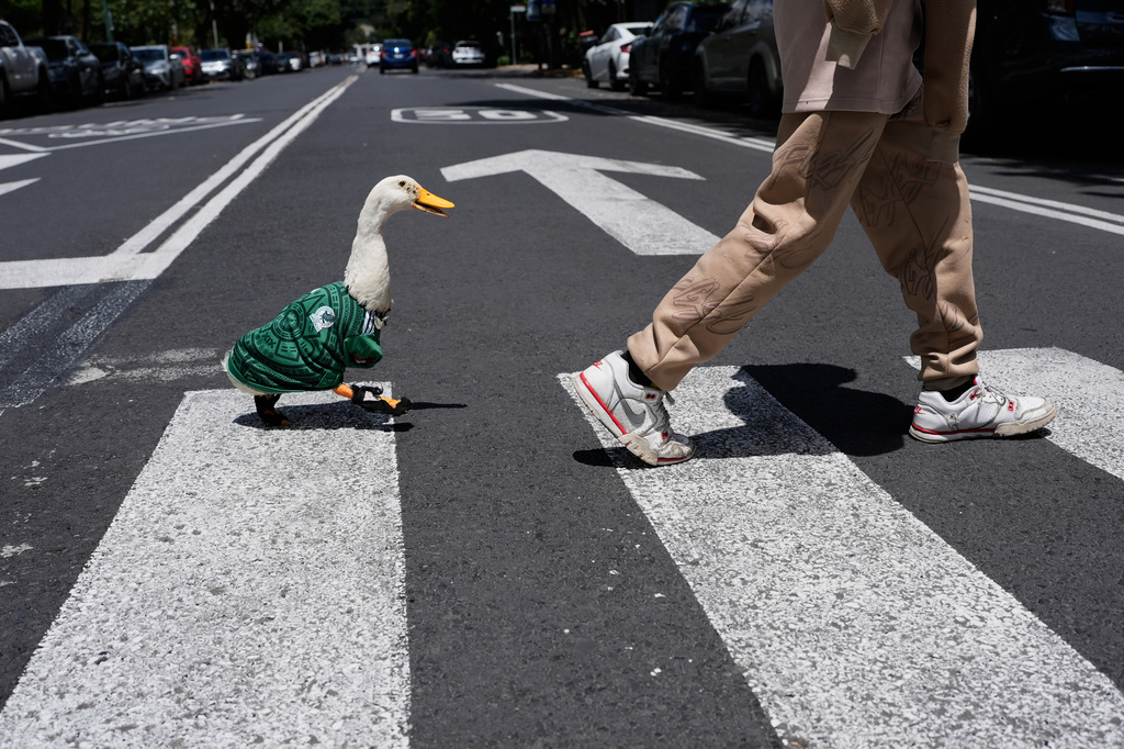 Un pato Marlin, vestido con una camiseta de la selección de México, sigue a Christian Gómez mientras cruza la calle, el lunes 15 de junio de 2026, en la Ciudad de México.