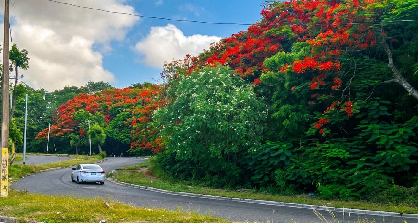 El contraste entre el intenso cielo azul, el llameante matiz de las flores de framboyán y el variado color verde del follaje hace del trayecto por la Avenida Iberoamericana una bella experiencia visual. Jorge González