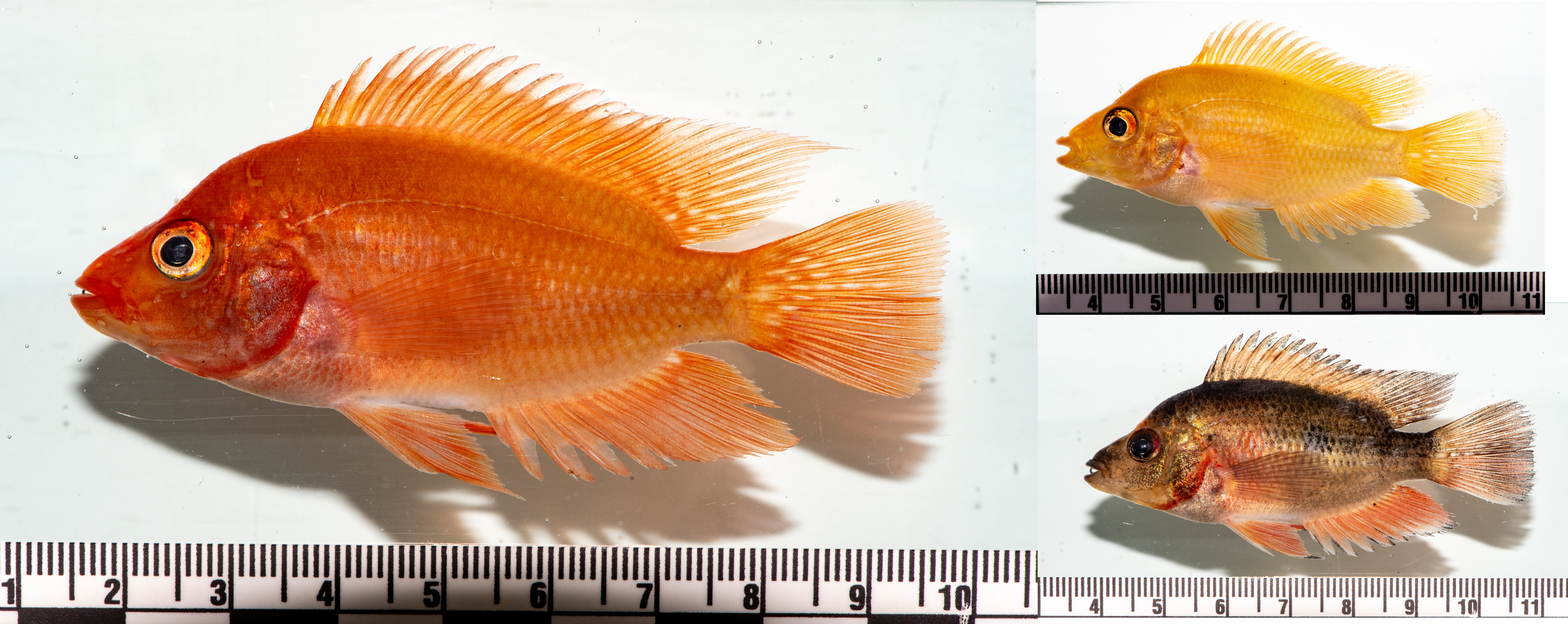 Variación de color de Amphilophus citrinellus encontrado en la laguna de Bávaro.