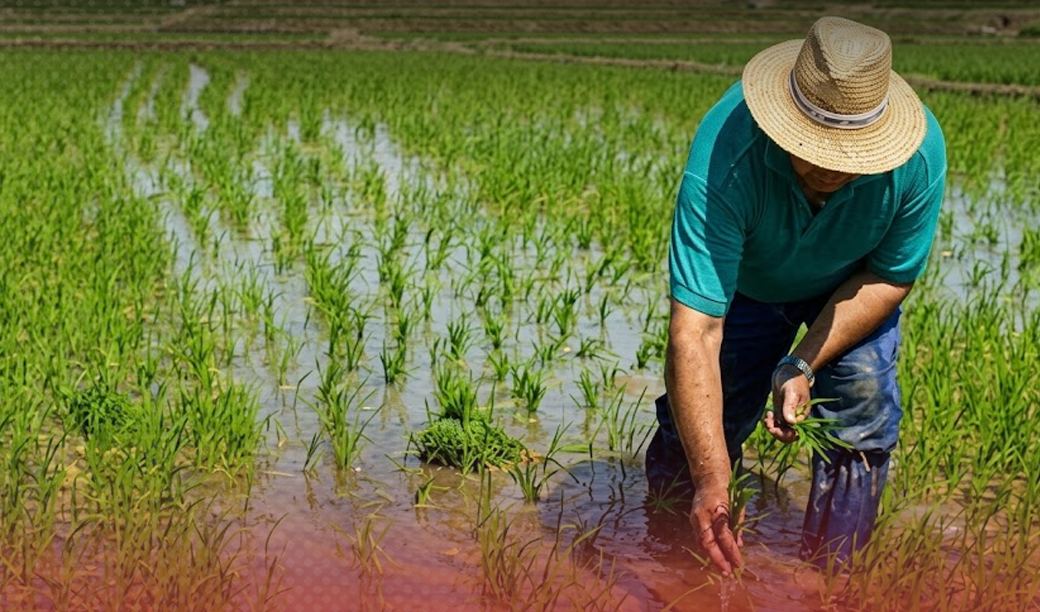 En el primer semestre de este año la superficie sembrada del cereal por el agricultor dominicano registra un promedio mensual de 267,620.33 tareas.