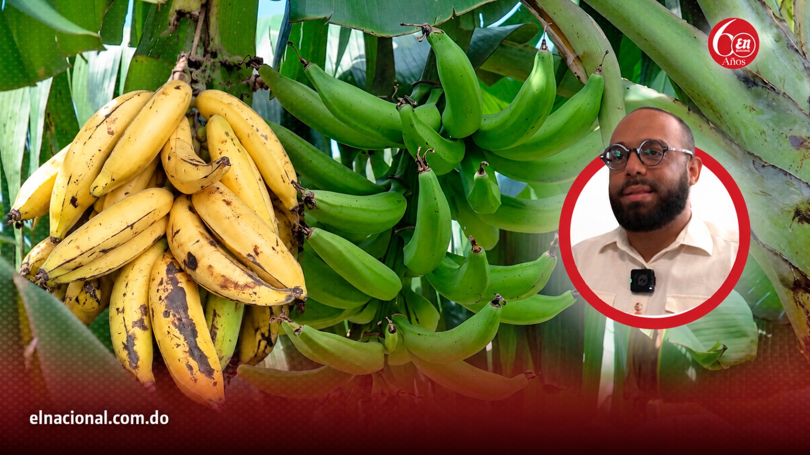 El plátano y su trayectoria